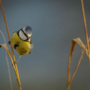 Redwell   20 01 2017   D3s (12 Of 180).jpg